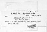 Phoma sophorae image
